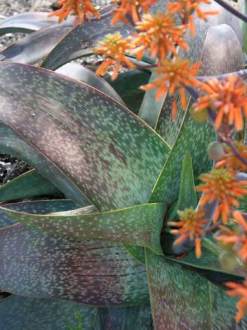 Gorgeous Nubian Aloe Plant (aloe camperi) - Image 4