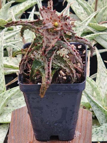 Creepy Crawler Aloe Plant (aloe castilloniae) - Image 2