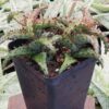 Creepy Crawler Aloe Plant (aloe castilloniae)