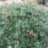 Fast Climbing Jade Aloe Plant (aloe ciliaris)