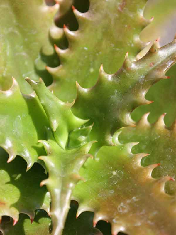 Popular Tiger Tooth Aloe Plant (aloe congolensis) - Image 4