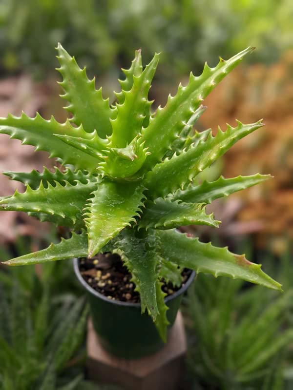 Popular Tiger Tooth Aloe Plant (aloe congolensis)