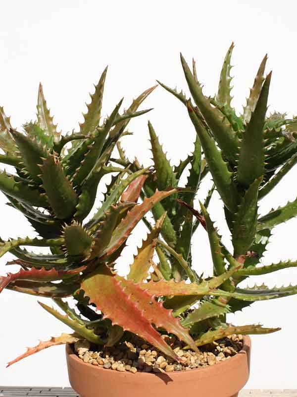 Popular Tiger Tooth Aloe Plant (aloe congolensis) - Image 2