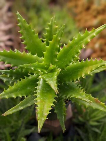 Popular Tiger Tooth Aloe Plant (aloe congolensis) - Image 5