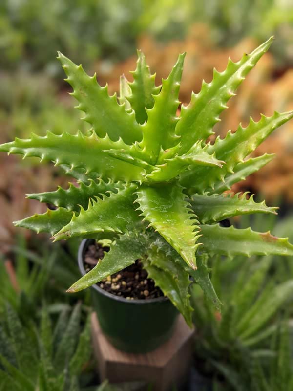 Popular Tiger Tooth Aloe Plant (aloe congolensis) - Image 2