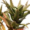 Popular Tiger Tooth Aloe Plant (aloe congolensis)