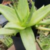 Stout Lemon Fallax Aloe (aloe deltoideodonta)