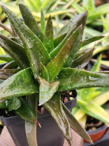 Charming Dwarf Red Tooth Aloe Plant (aloe sp) - Image 4