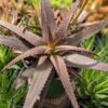 Charming Dwarf Red Tooth Aloe Plant (aloe sp)