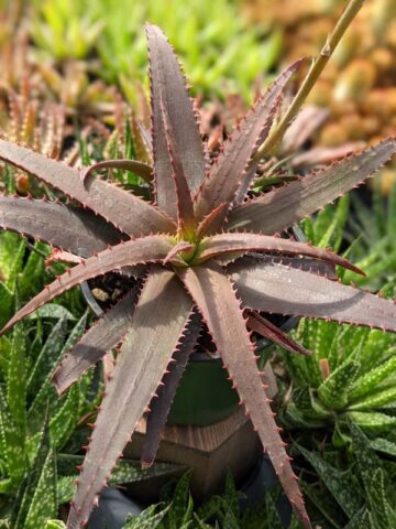 Charming Dwarf Red Tooth Aloe Plant (aloe sp)