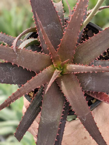 Charming Dwarf Red Tooth Aloe Plant (aloe sp) - Image 3
