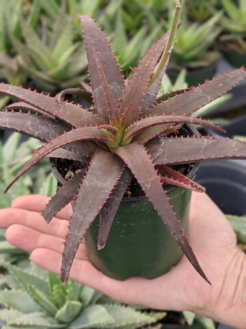 Charming Dwarf Red Tooth Aloe Plant (aloe sp) - Image 4