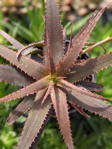 Charming Dwarf Red Tooth Aloe Plant (aloe sp) - Image 5