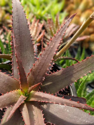 Alternative view of Charming Dwarf Red Tooth Aloe Plant (aloe sp)