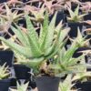 Mr Dubly Chum Aloe Plant (aloe sp)