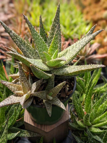 Mr Dubly Chum Aloe Plant (aloe sp)