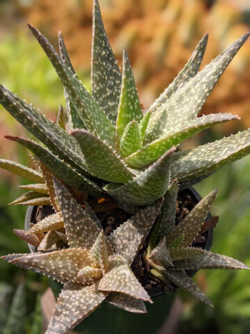 Alternative view of Mr Dubly Chum Aloe Plant (aloe sp)