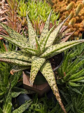 Tropical Amazonica Aloe Plant (aloe fragilis)
