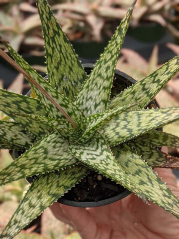Alternative view of Tropical Amazonica Aloe Plant (aloe fragilis)