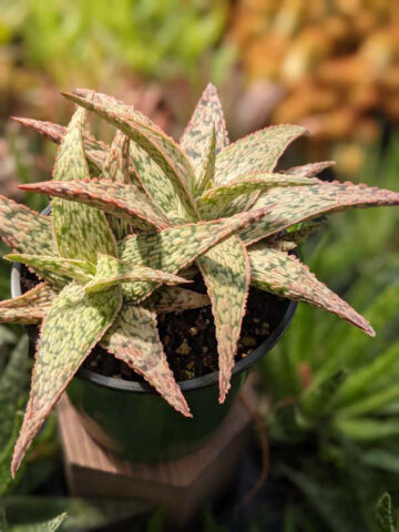 Decorative Blush Aloe Plant (aloe fragilis)