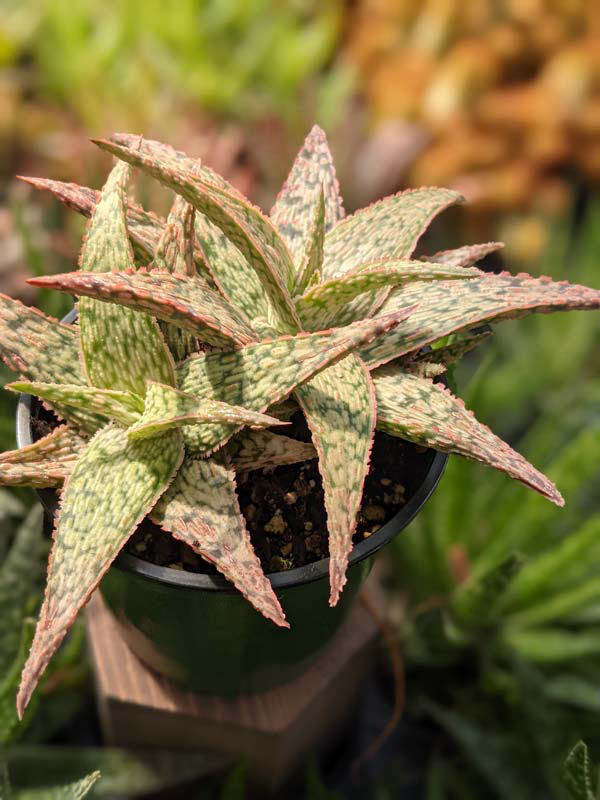 Decorative Blush Aloe Plant (aloe fragilis)