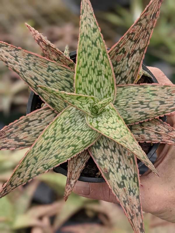 Decorative Blush Aloe Plant (aloe fragilis) - Image 3