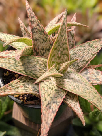 Decorative Blush Aloe Plant (aloe fragilis) - Image 4