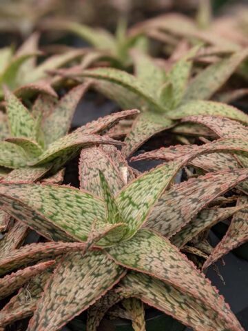 Decorative Blush Aloe Plant (aloe fragilis) - Image 5
