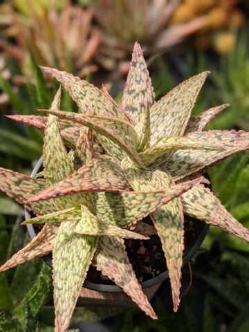Decorative Blush Aloe Plant (aloe fragilis) - Image 6