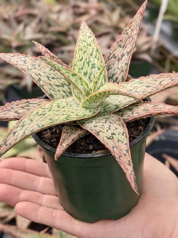 Decorative Blush Aloe Plant (aloe fragilis) - Image 2