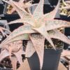 Bright Star Aloe Plant (aloe fragilis)