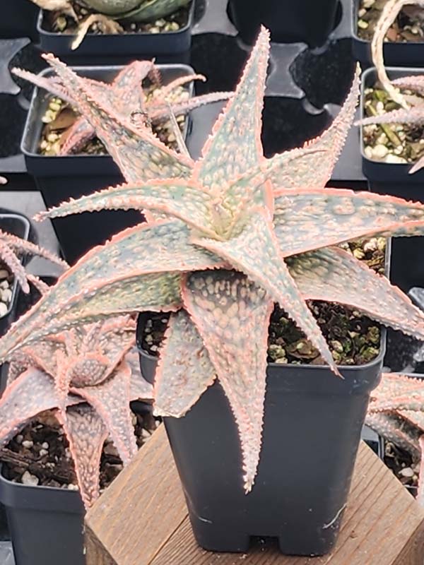 Bright Star Aloe Plant (aloe fragilis)