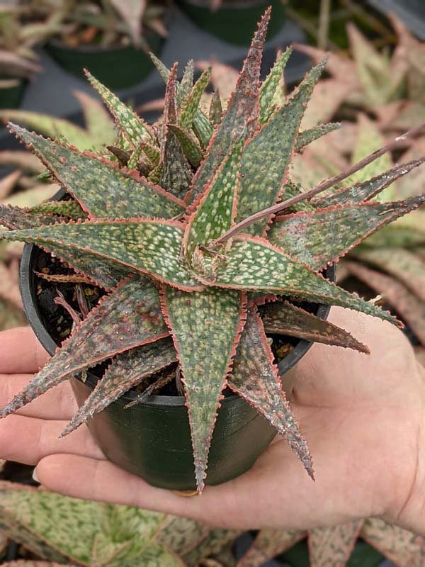 Bright Star Aloe Plant (aloe fragilis) - Image 3