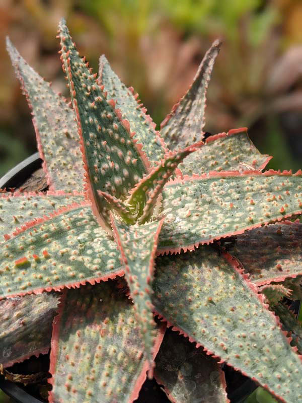 Bright Star Aloe Plant (aloe fragilis) - Image 6