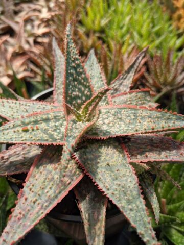 Bright Star Aloe Plant (aloe fragilis) - Image 7