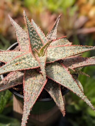 Bright Star Aloe Plant (aloe fragilis)