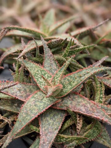 Bright Star Aloe Plant (aloe fragilis) - Image 4