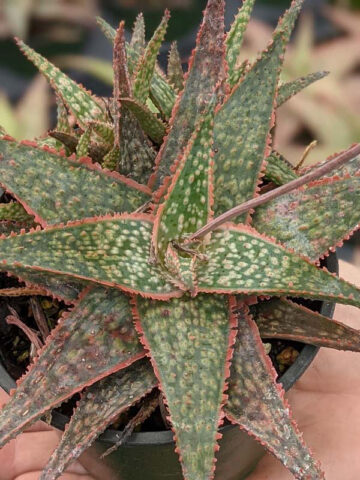 Bright Star Aloe Plant (aloe fragilis) - Image 5
