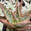Petite Coral Edge Aloe Plant (aloe fragilis)