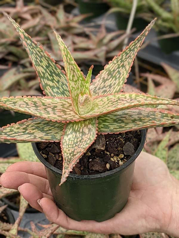 Petite Coral Edge Aloe Plant (aloe fragilis) - Image 4