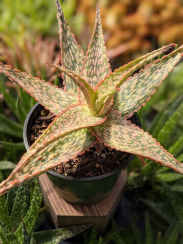 Petite Coral Edge Aloe Plant (aloe fragilis)