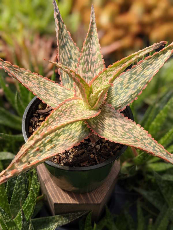 Petite Coral Edge Aloe Plant (aloe fragilis)