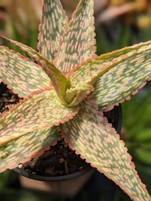 Petite Coral Edge Aloe Plant (aloe fragilis) - Image 5