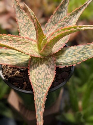 Alternative view of Petite Coral Edge Aloe Plant (aloe fragilis)