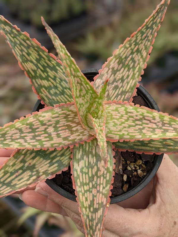 Petite Coral Edge Aloe Plant (aloe fragilis) - Image 3