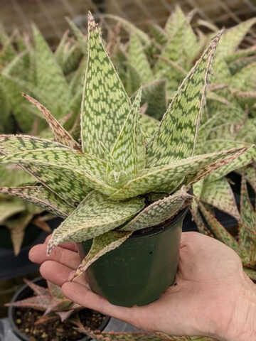 Lg. Speckled Delta Lights Aloe Plant (aloe fragilis) - Image 5
