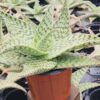 Lg. Speckled Delta Lights Aloe Plant (aloe fragilis)
