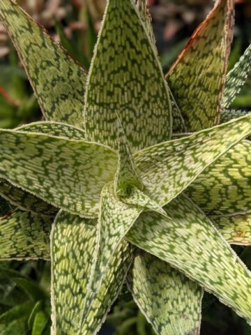 Lg. Speckled Delta Lights Aloe Plant (aloe fragilis) - Image 4