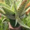 Lg. Speckled Delta Lights Aloe Plant (aloe fragilis)