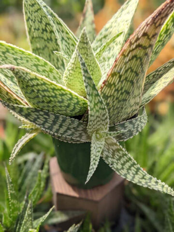 Lg. Speckled Delta Lights Aloe Plant (aloe fragilis)